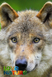 Bătălia animalelor alfa - Europa