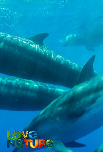 Beasts Of The Big Blue - The Hauraki Gulf/ Te Moananui a Toi