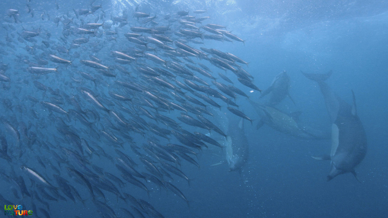 Life In The Food Chain