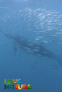 Great Blue Wild - Life In The Food Chain