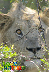 Afrika's natuurparken - Hluhluwe-Imfolozi