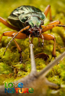 Macro Worlds - God's Darling: Beetles