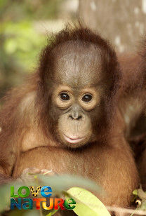 Orangutan Jungle School - S1