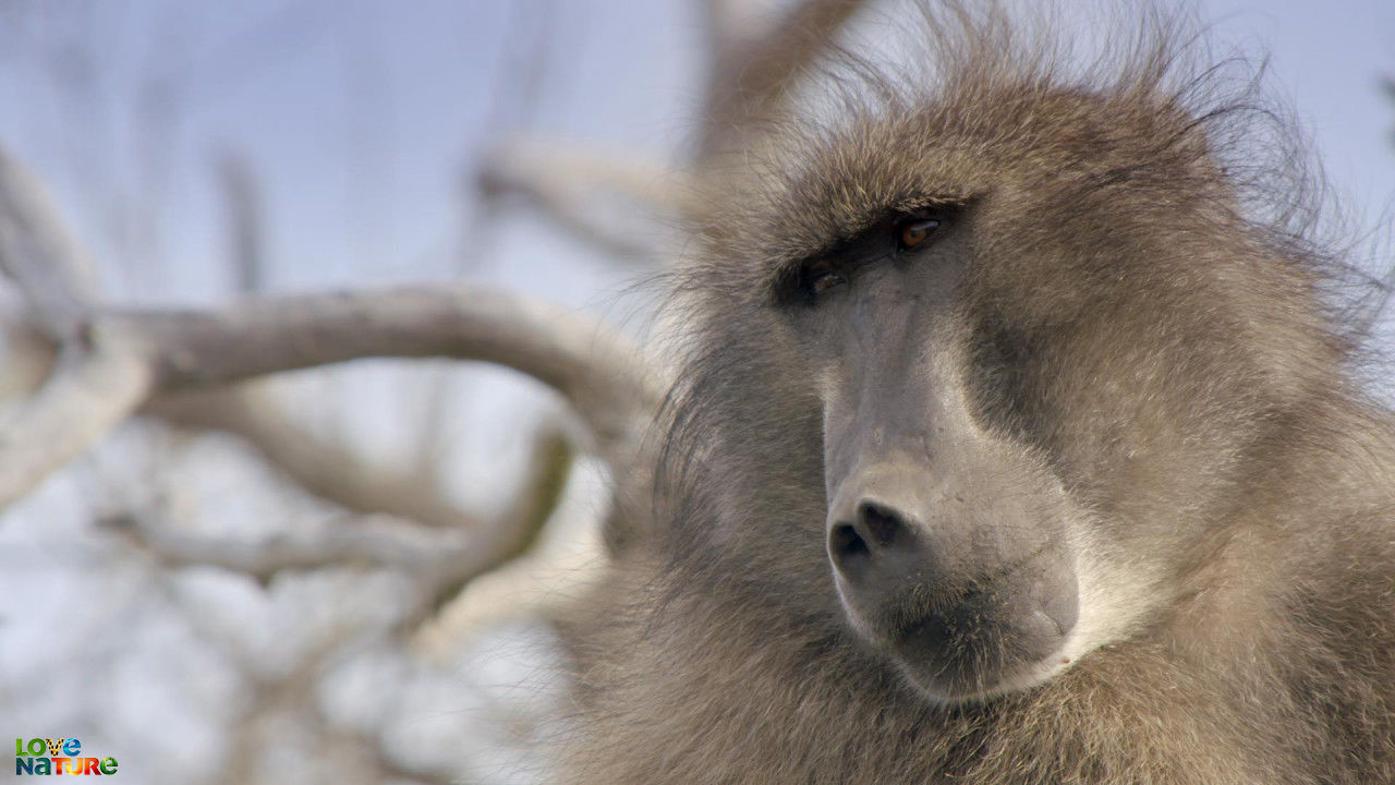 Baboon Lagoon