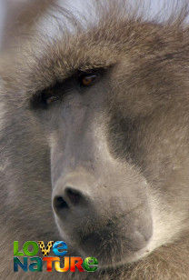 Ţinutul primatelor - Laguna babuinilor
