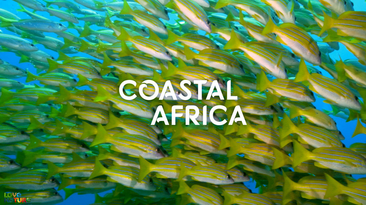 Coastele Africii