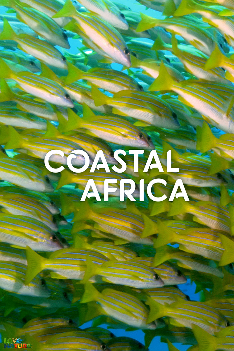 Coastele Africii