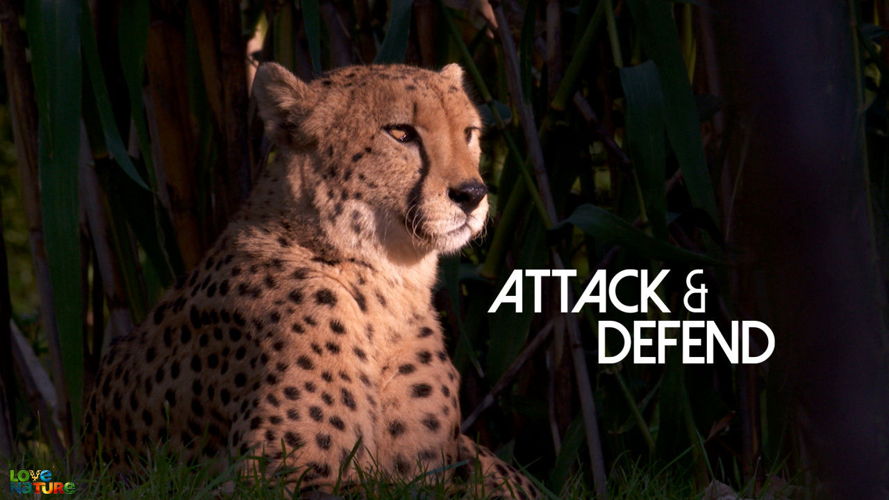 Atac şi apărare