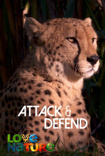 Attack And Defend