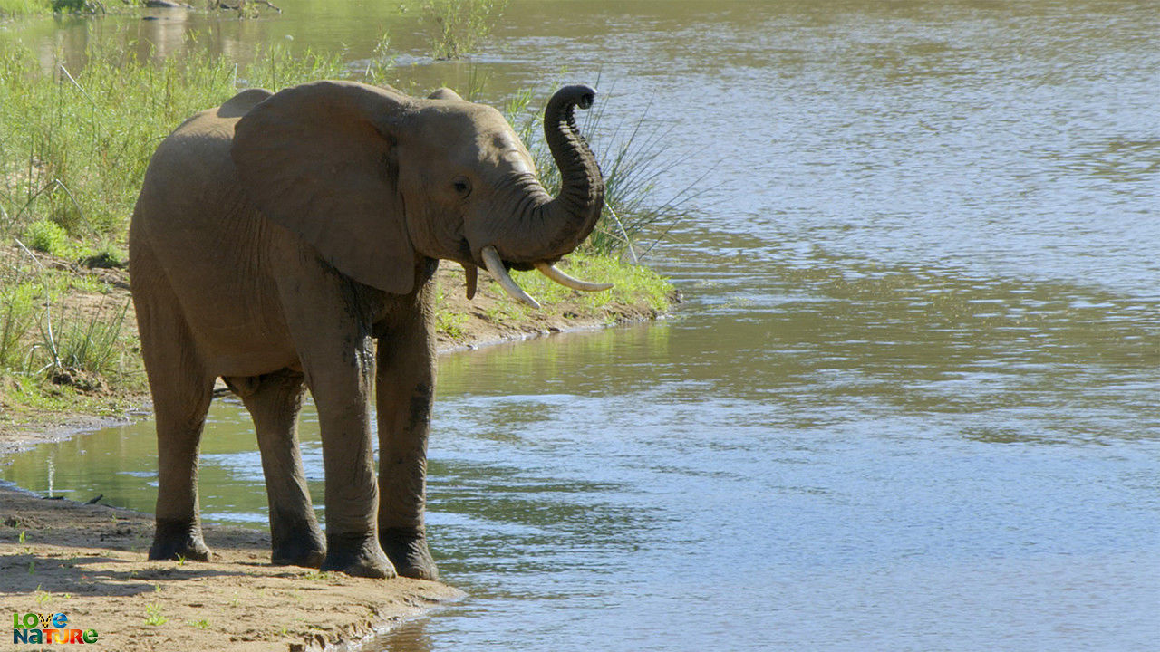 Nationaal park Kruger
