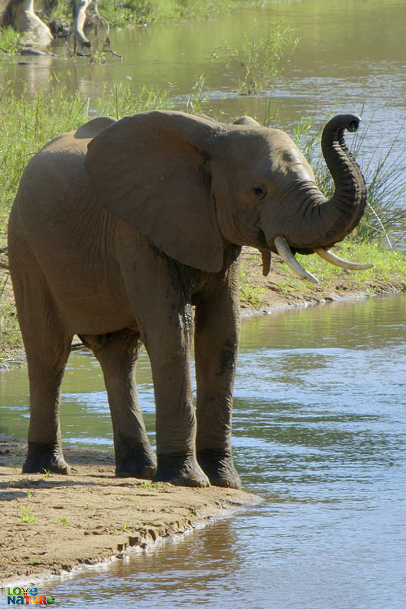 Marile parcuri din Africa - Tabăra Pafuri din parcul Kruger