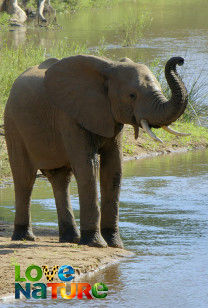 A Pafuri a Kruger Nemzeti Parkban