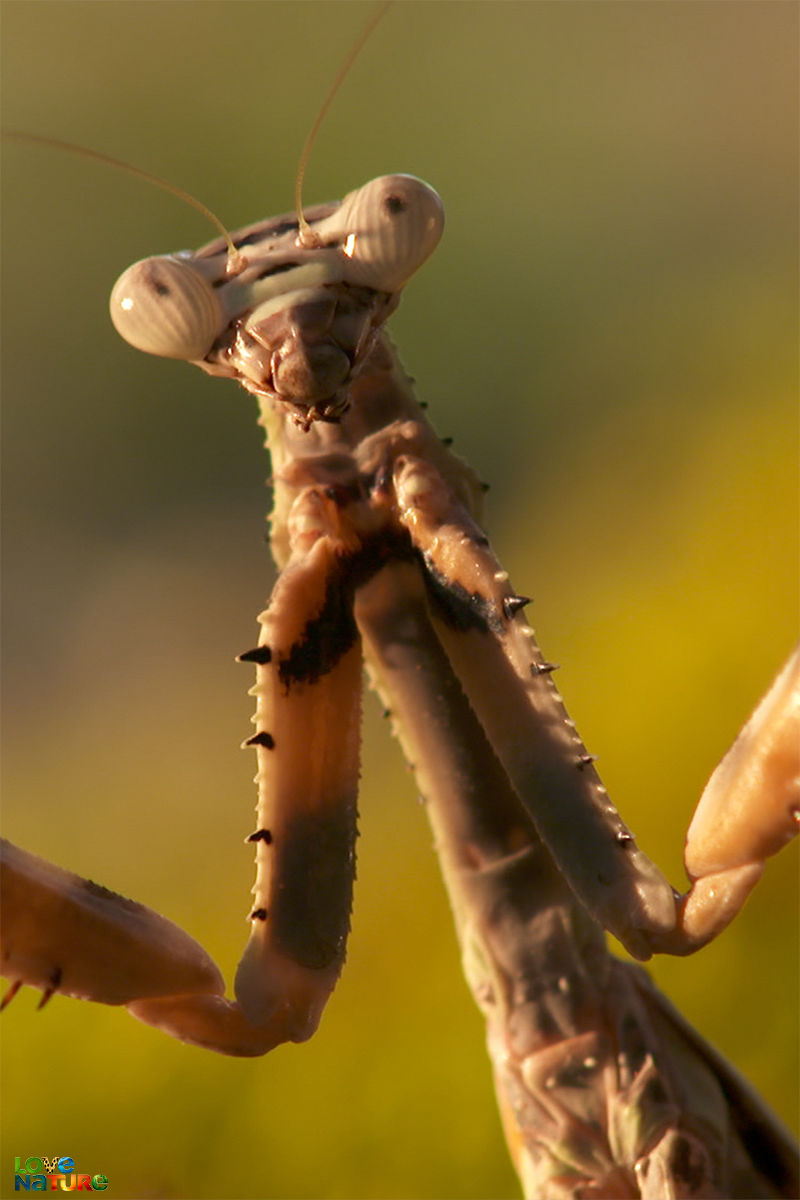 Atac şi apărare - Mâncătorii de insecte