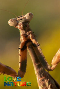 Aanvallen en verdedigen - Insecteneters