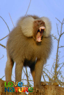 Baboons: Rules of the T - S1