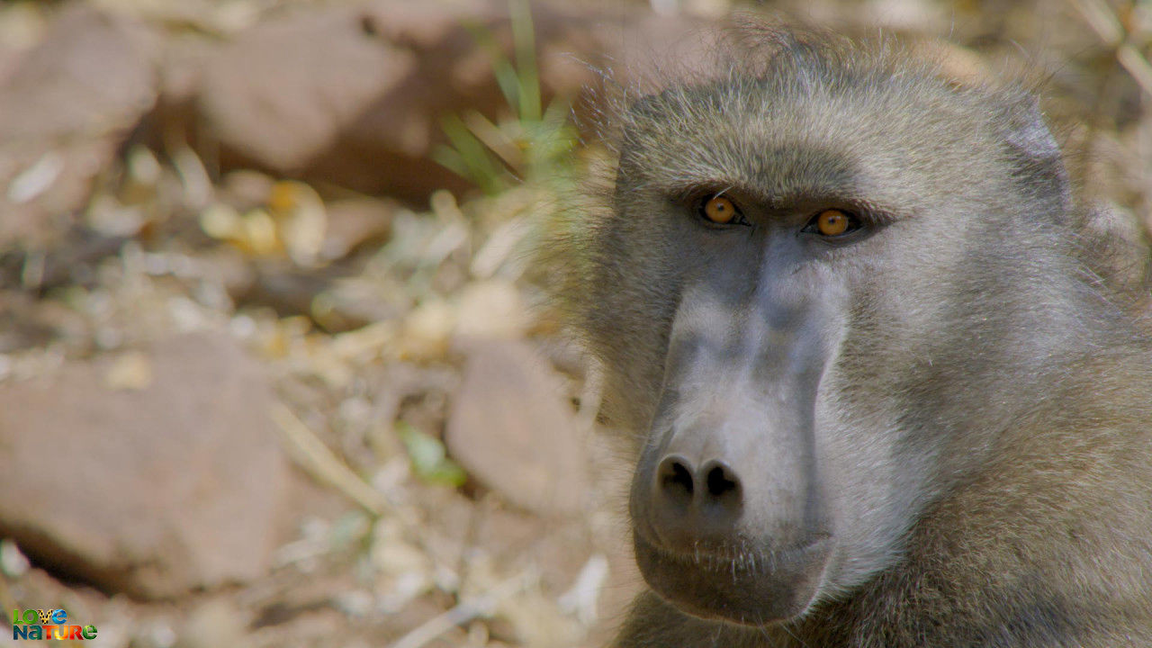 Baboons of Bambelela