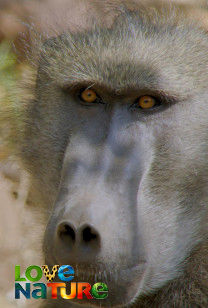 Land Of Primates - Baboons of Bambelela