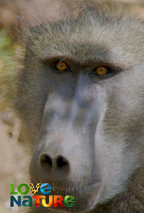 Baboons of Bambelela