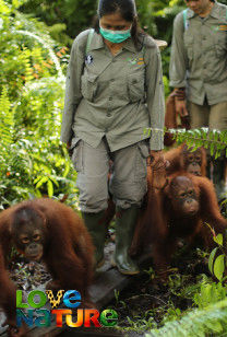 Becoming Orangutan - A Wild Education