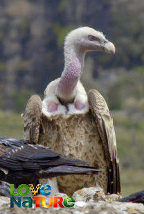 A Simien-hegység