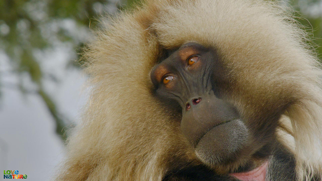 De gelada's van Ethiopië