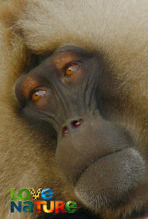 The Geladas of Ethiopia