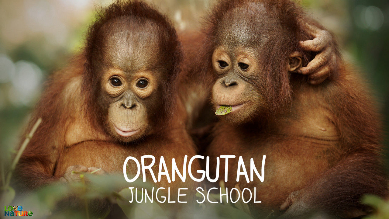 Orangutan Jungle School