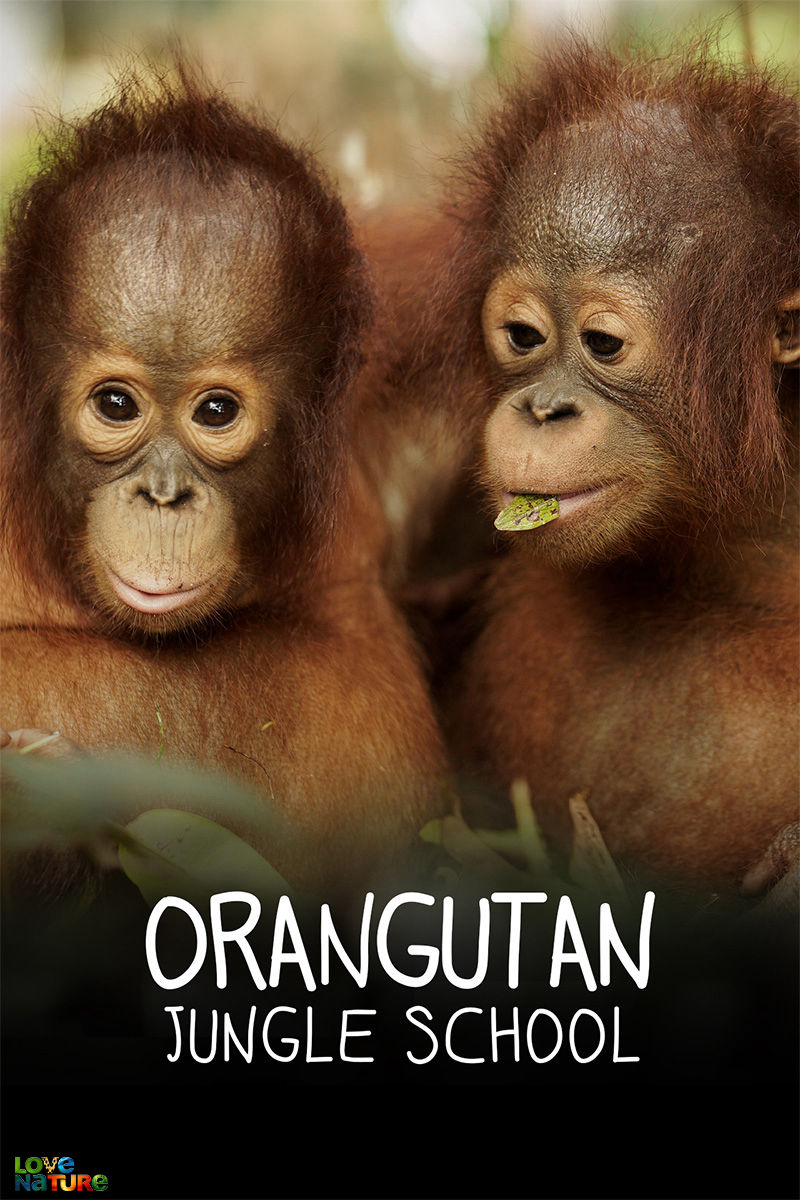 Orangutan Jungle School