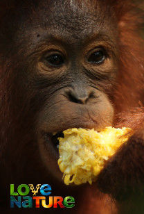 Orang-oetan worden - Leun op mij