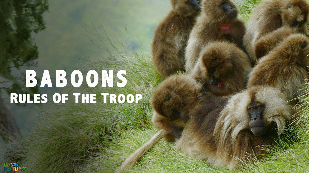 Baboons: Rules of the T