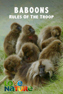 Baboons: Rules of the T