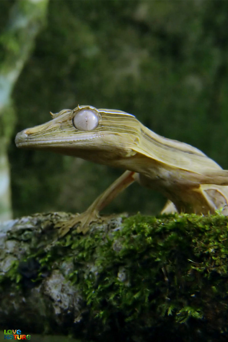 Madagaszkár: gyíkok és lemúrok