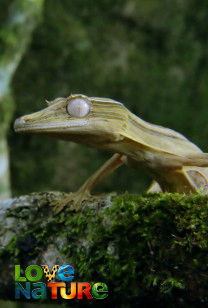 Madagascar: Lizards and Lemurs