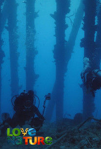 Reef Wrecks of Bonaire