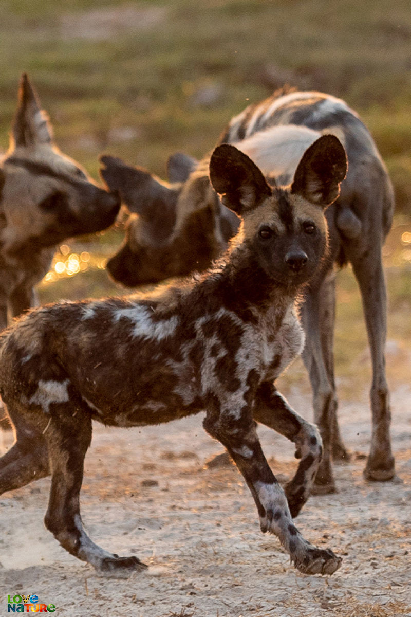 Wild Dogs: Pack Vs. Pri - Hunting with the Manzi