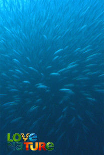 Great Blue Wild - Wild Coast Of South Africa