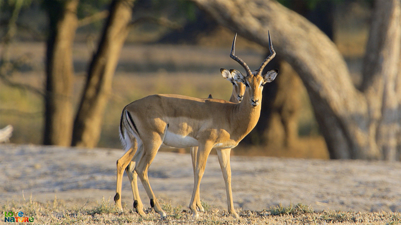 Nationaal park Lower Zambezi