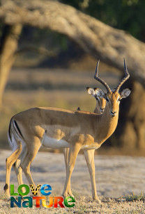 Afrika's natuurparken - Nationaal park Lower Zambezi