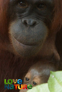Becoming Orangutan - Growing Pains