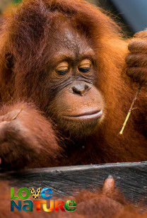 Orangutan Jungle School - Weighs and Means