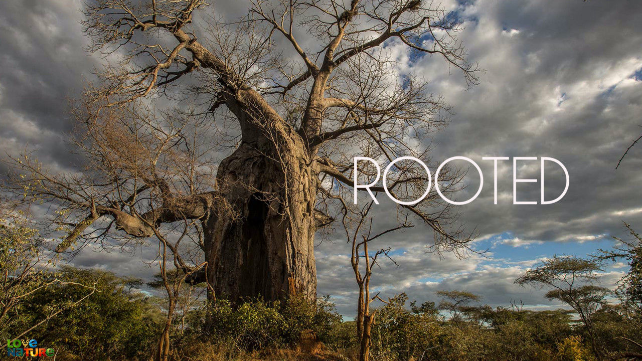 Rooted