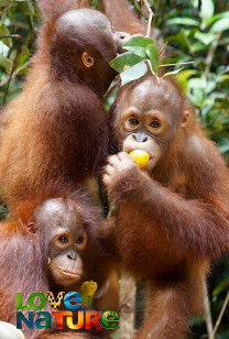 Orangutan Jungle School - A Whole New World