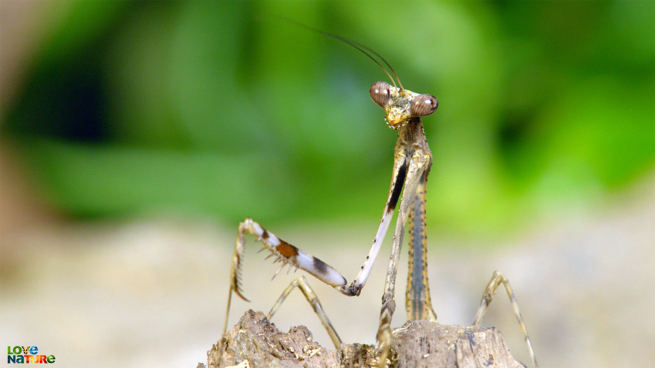 Giant Creepy Crawlers