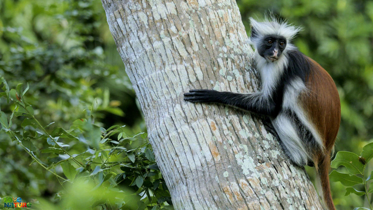 Zanzibar's Poison Monkey