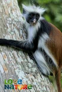 Land van de Primaten - Franjeapen van Zanzibar