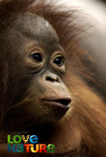 Orang-Oetan Jungleschool - De buitenbeentjes