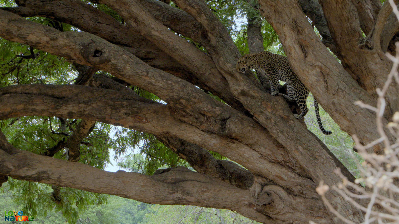 Nationaal park Lake Manyara