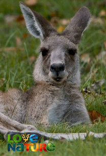 Bătălia animalelor alfa - Australia