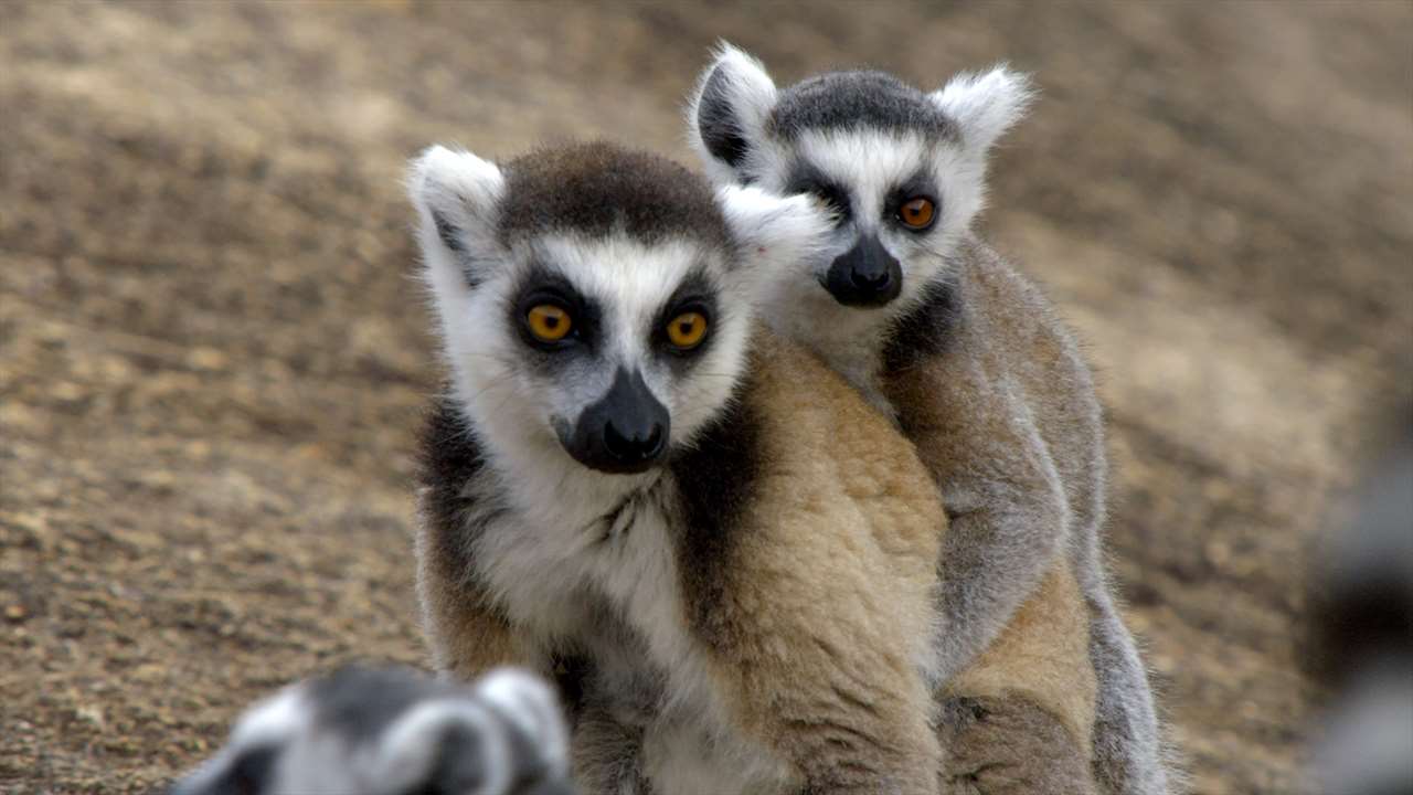Dawn to Dusk - Madagascar: Lizards and Lemurs