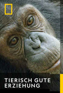 Tierisch Gute Erziehung - Die Geschichte eines Schimpansenbabys